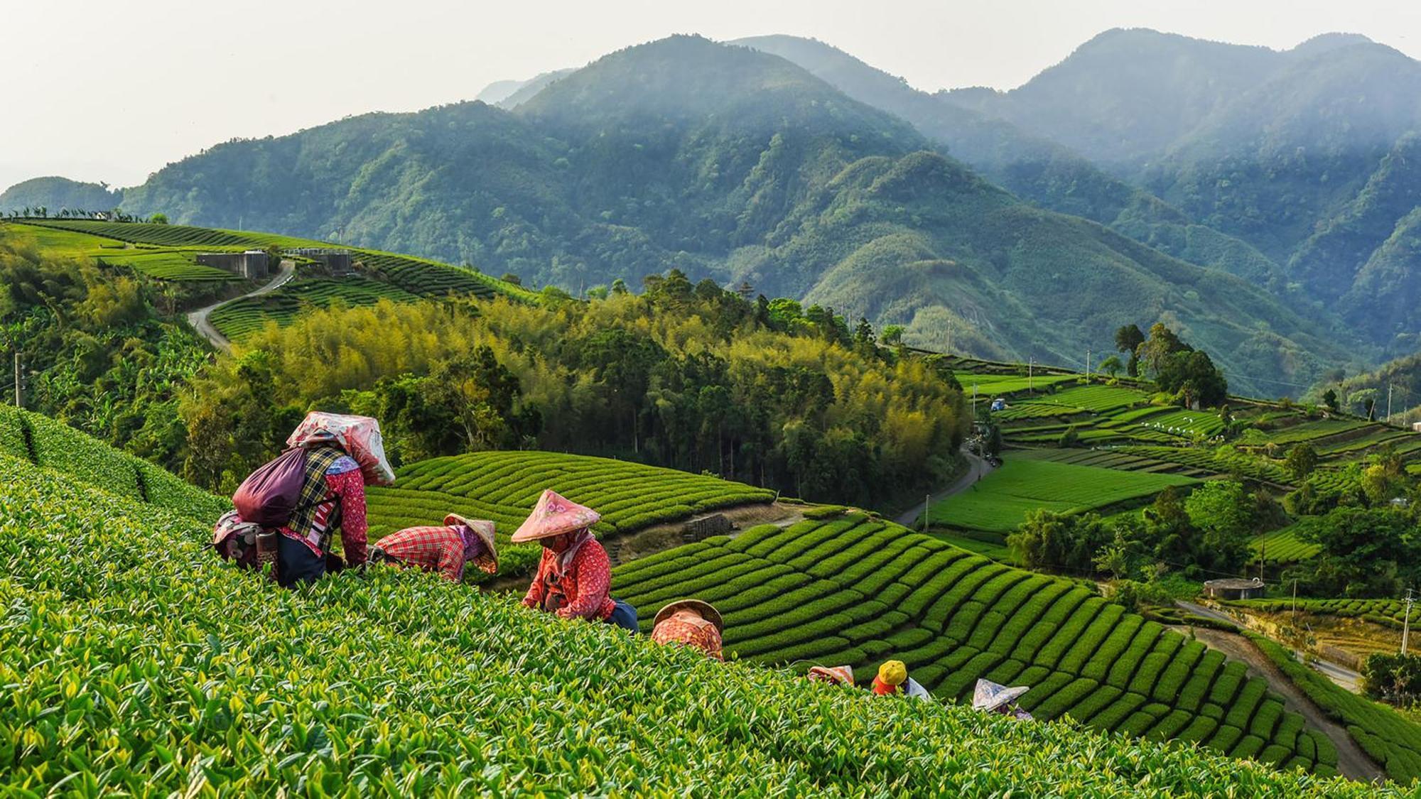 Hotel Indigo Alishan By Ihg Fanlu Ngoại thất bức ảnh
